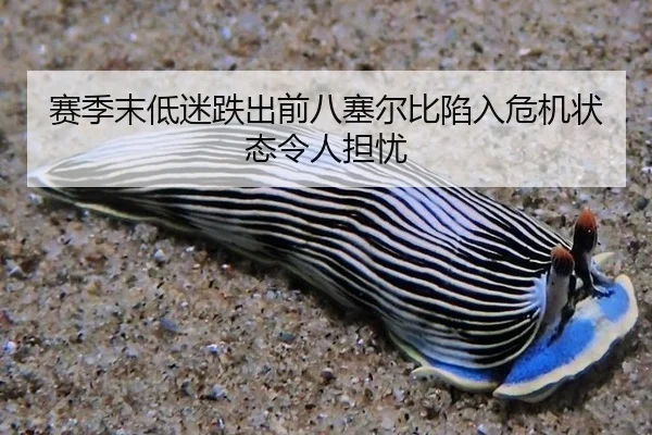 赛季末低迷跌出前八塞尔比陷入危机状态令人担忧